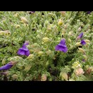 Eremophila macdonnellii